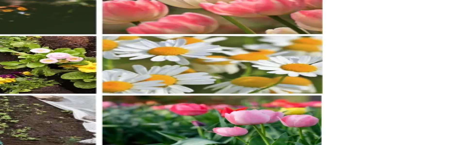 Deeksha Chawla banner